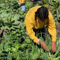 Ironbound Community Corporation Employee Shannel Paulino's profile photo