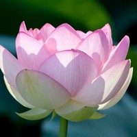 Kent Hospital Employee Lynn Acree's profile photo