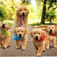 ST. JOHN'S PETS LTD Employee John McClain's profile photo