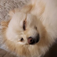 THRIVE COMPREHENSIVE MEDICAL GROUP Employee Sean Shin's profile photo