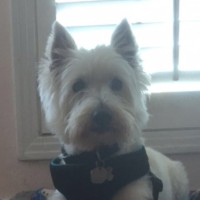 Tangent Computer Employee Steve Seitz's profile photo