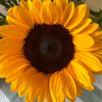 MedStar Health Employee Julie Winstead's profile photo