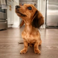 Neato® Employee Peanut B.'s profile photo