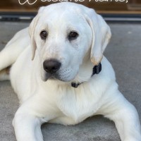 East Bay Restaurant Supply, Inc. Employee Jonathan Breznikar's profile photo