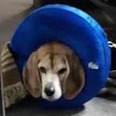 Toronto Life Magazine Employee Barry Chong's profile photo