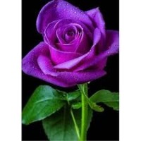 Future PolyTech Employee Paula Fleming's profile photo