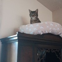 Luigina Chiaberta Email & Phone Number