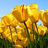 Shree Link Email