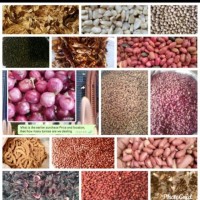 Global Farmer Network Employee Musbah Usman's profile photo