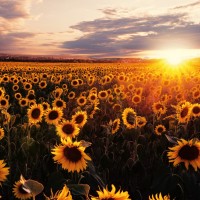 Princeton Transcription Employee Tina Gordon's profile photo