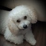 Cisco Employee Ellen Delgreco's profile photo