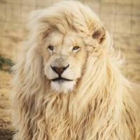 Panda Bear Creative LLC Employee Jake Wilson's profile photo