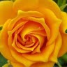 Senthil's profile photo