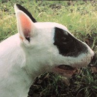 NWG (Northumbrian Water Group) Employee John Cormack's profile photo