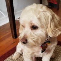 Chick-Fil-A Employee Nevaeh Outlaw's profile photo