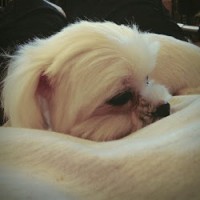 劉宜葭's profile photo