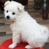 Iconic Interiors Ltd Employee Ishu Pun's profile photo