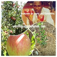 wambugu apple supplies Employee Peter Wambugu's profile photo