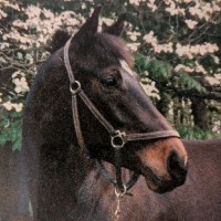 JULABO USA, Inc. Employee Tricia Anderson's profile photo