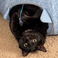 Tegrit Employee Andrew Williams's profile photo