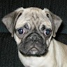 IP Fabric Employee Nancy Goudreau's profile photo