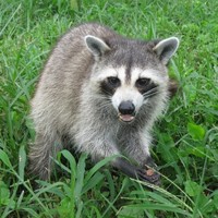 River Region Animal Rescue Employee Ellen Head's profile photo