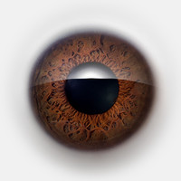 Human Computer Employee Ailantd Sikowsky's profile photo
