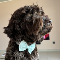 Washmen Employee Rami Shaar's profile photo