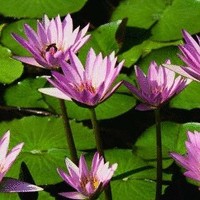 Progressive Home Health & Hospice Employee Nancy Vance's profile photo