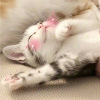 Dan Chen Email & Phone Number