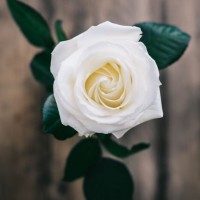 Saif Mohammed Email