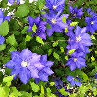 Rebecca Gamage Email & Phone Number