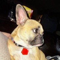 Countryside Animal Hospital Employee Katrina Morgan's profile photo