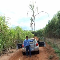 Lins Agroindustrial Employee Bruno Menarbine's profile photo