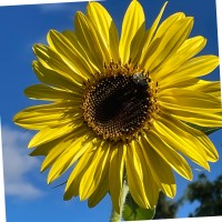 Mitchell's Fish Market Employee Mary Murphy's profile photo