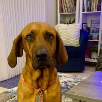 BARK Employee Scott Sterling's profile photo