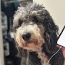 Bobby Cai Email & Phone Number