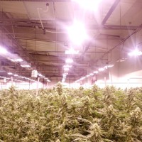 7 Points Cannabis Employee Joseph Barba's profile photo