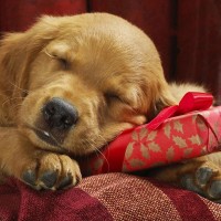 LAN (Local Architecture Network) Employee Nguyen Lan's profile photo