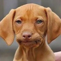 Wag Labs Inc. Employee Doug Morrison's profile photo