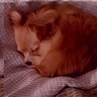 Peter Ledger Email & Phone Number