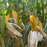 Ag Spectrum Company Employee Dave Myers's profile photo