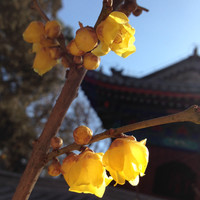 Apollomics Employee Yan Yu's profile photo