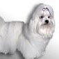 Net Pet Shops Employee Jenny Harmon's profile photo
