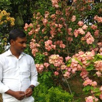 Wooshelf Employee Alok Singh's profile photo