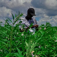 PlantCatalyst Employee Henry Mwangomba's profile photo