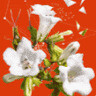 DMAS Employee Sonya Scott's profile photo