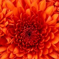 Antern Technologies Employee Lakshmi Hl's profile photo