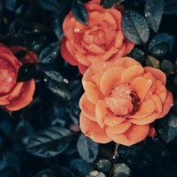 OnPoint Industrial Services Employee Anastasia Greeson's profile photo