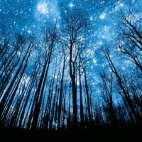 Fatimah Altuhaifa Email